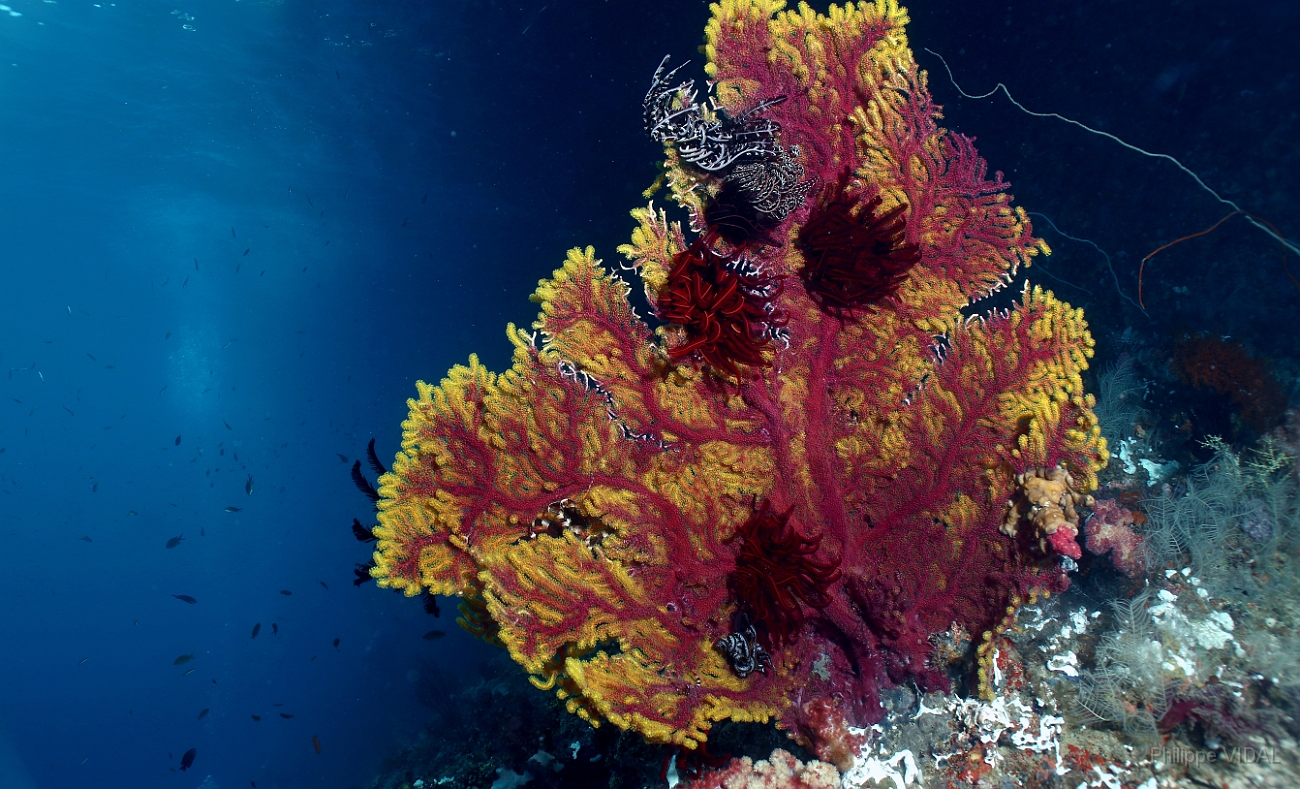 Raja Ampat 2016 - Corail - Gorgone - IMG_4783_rc.jpg